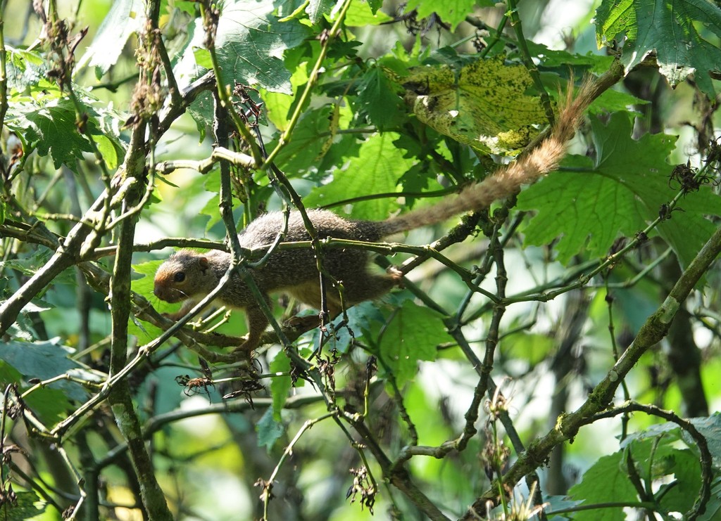 Ruwenzori Sun Squirrel