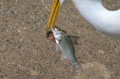 Morone chrysops × saxatilis