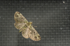 Pasiphila rectangulata