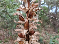Acanthus mollis