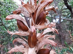 Acanthus mollis