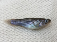 Poeciliidae