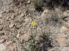 Menodora scabra