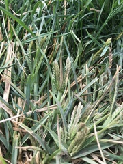 Eleusine indica