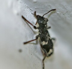 Thanasimus undatulus