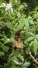 Aristolochia macroura