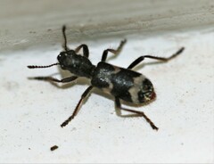 Thanasimus undatulus