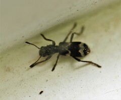 Thanasimus undatulus