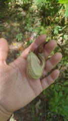 Aristolochia macroura