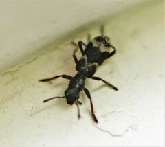 Thanasimus undatulus