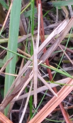 Achurum carinatum