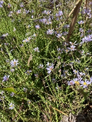 Symphyotrichum walteri