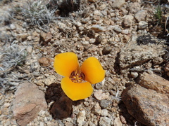 Calochortus kennedyi