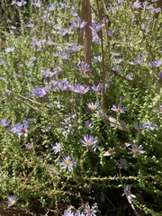 Symphyotrichum walteri