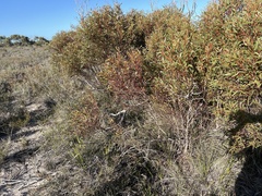 Eucalyptus incrassata