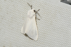 Spilosoma congrua