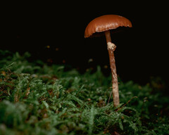 Galerina patagonica