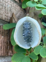 Akebia