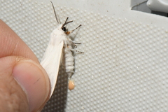 Spilosoma congrua