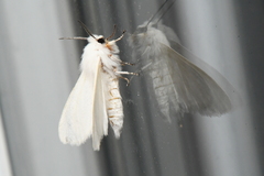 Spilosoma congrua