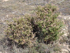 Pelargonium quercifolium