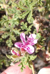 Pelargonium quercifolium