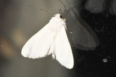 Spilosoma congrua