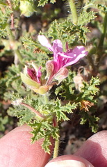 Pelargonium quercifolium