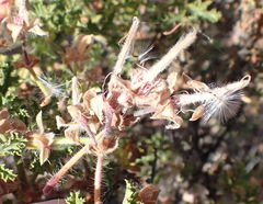 Pelargonium quercifolium