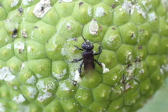 Meliponini