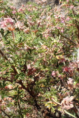 Pelargonium quercifolium