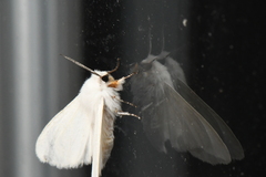 Spilosoma congrua