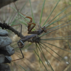 Sphodromantis viridis