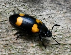 Episcapha quadrimacula