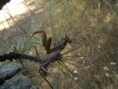 Sphodromantis viridis