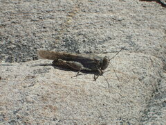 Sphingonotus rubescens