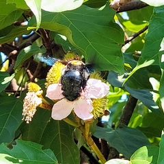Xylocopa