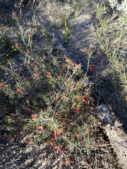 Stenanthera conostephioides
