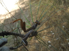 Sphodromantis viridis