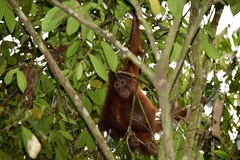 Pongo pygmaeus morio