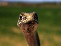 Malpolon monspessulanus