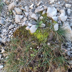 Hypnum cupressiforme lacunosum