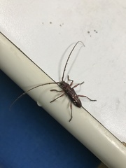 Ambonus interrogationis