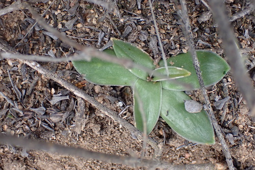 Image of Drimia ciliata by (c) Nicola van Berkel, some rights reserved (CC BY-SA)