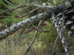 Sphodromantis viridis