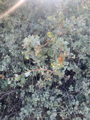 Lonicera subspicata denudata