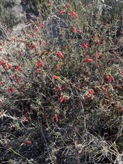 Stenanthera conostephioides