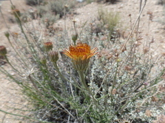 Adenophyllum cooperi