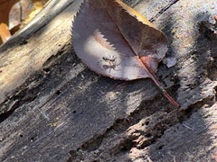 Corinnoidea