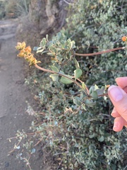 Lonicera subspicata denudata